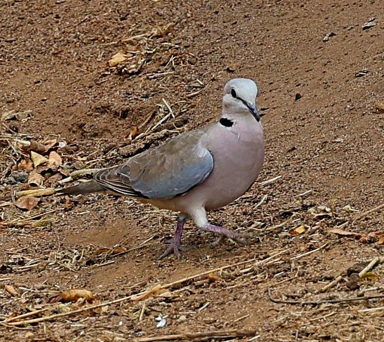 Ring-necked Dove - ML616284690