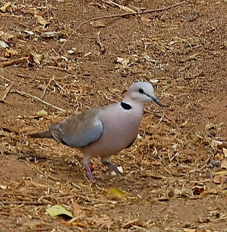 Ring-necked Dove - ML616284691