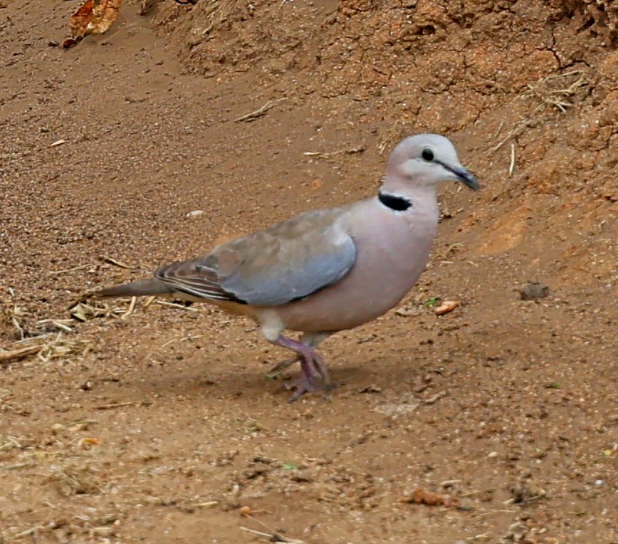 Ring-necked Dove - ML616284692