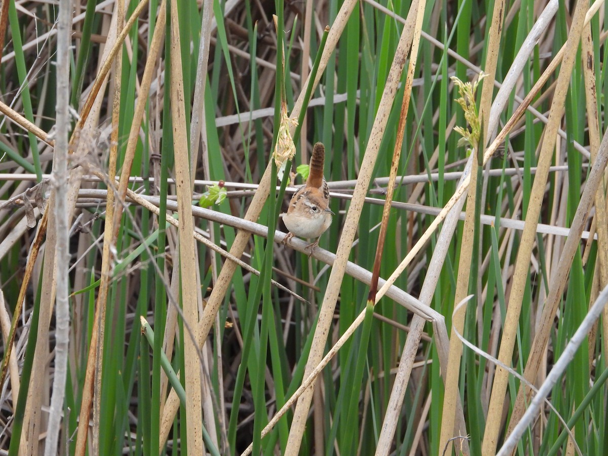 Marsh Wren - ML616284718