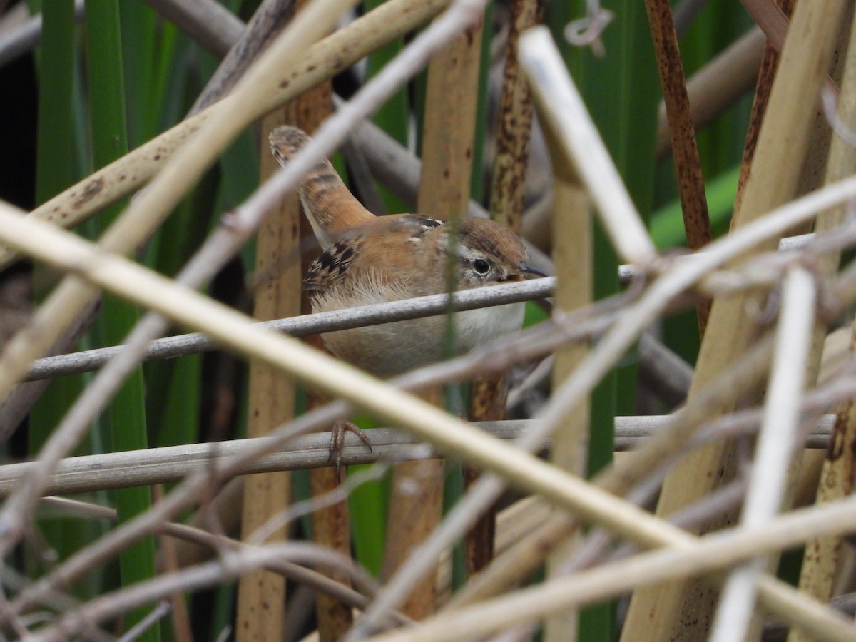 Marsh Wren - ML616284719