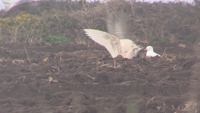 Glaucous Gull - ML616284787