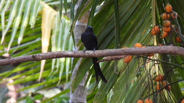 Kül Rengi Drongo - ML616284826