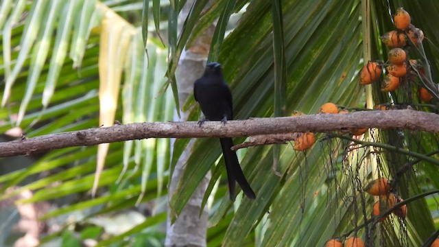 drongo kouřový - ML616284826