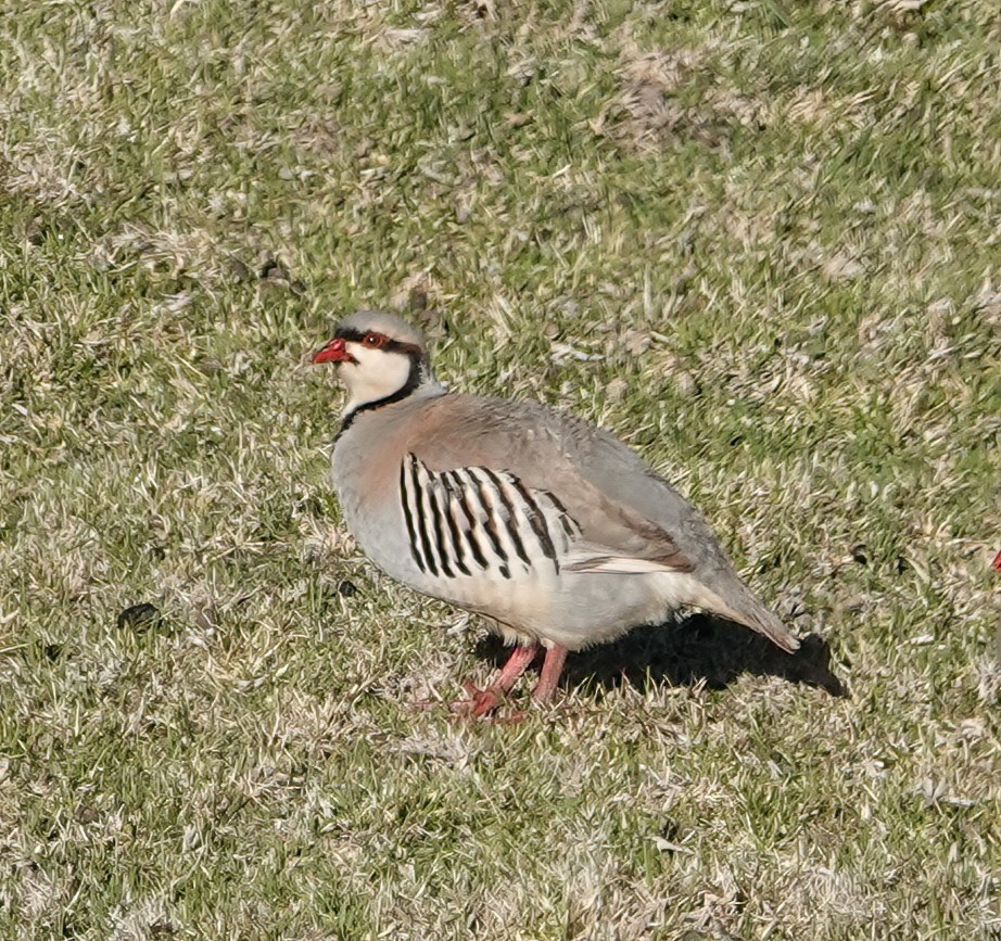 Chukar - ML616284942