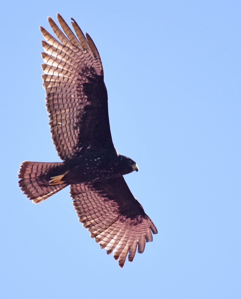 Rußbussard - ML616284993