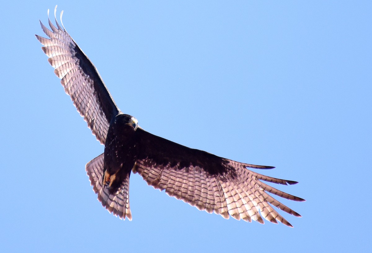 Zone-tailed Hawk - Steven Mlodinow