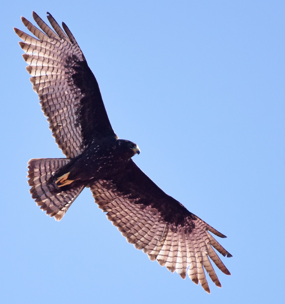 Zone-tailed Hawk - Steven Mlodinow