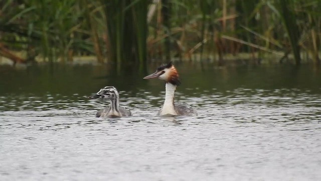 Great Crested Grebe - ML616285006