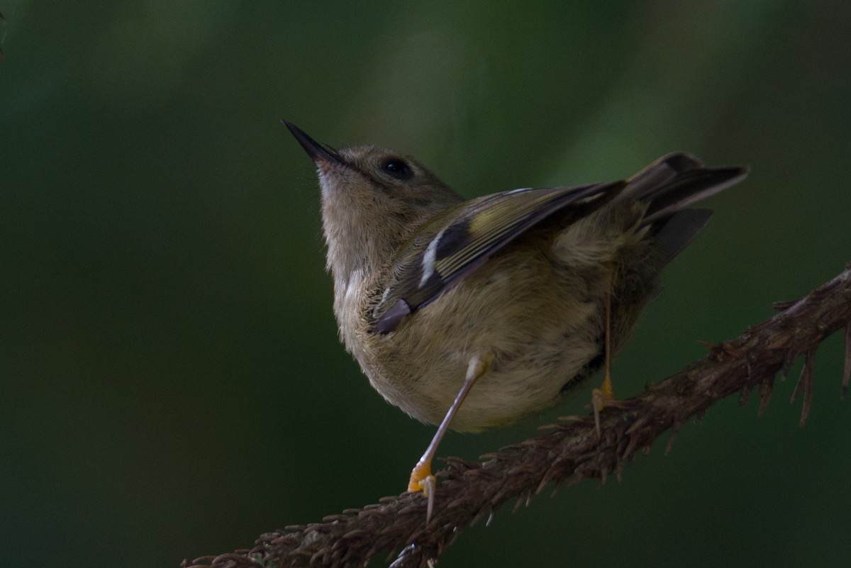 Wintergoldhähnchen (azoricus) - ML616285084