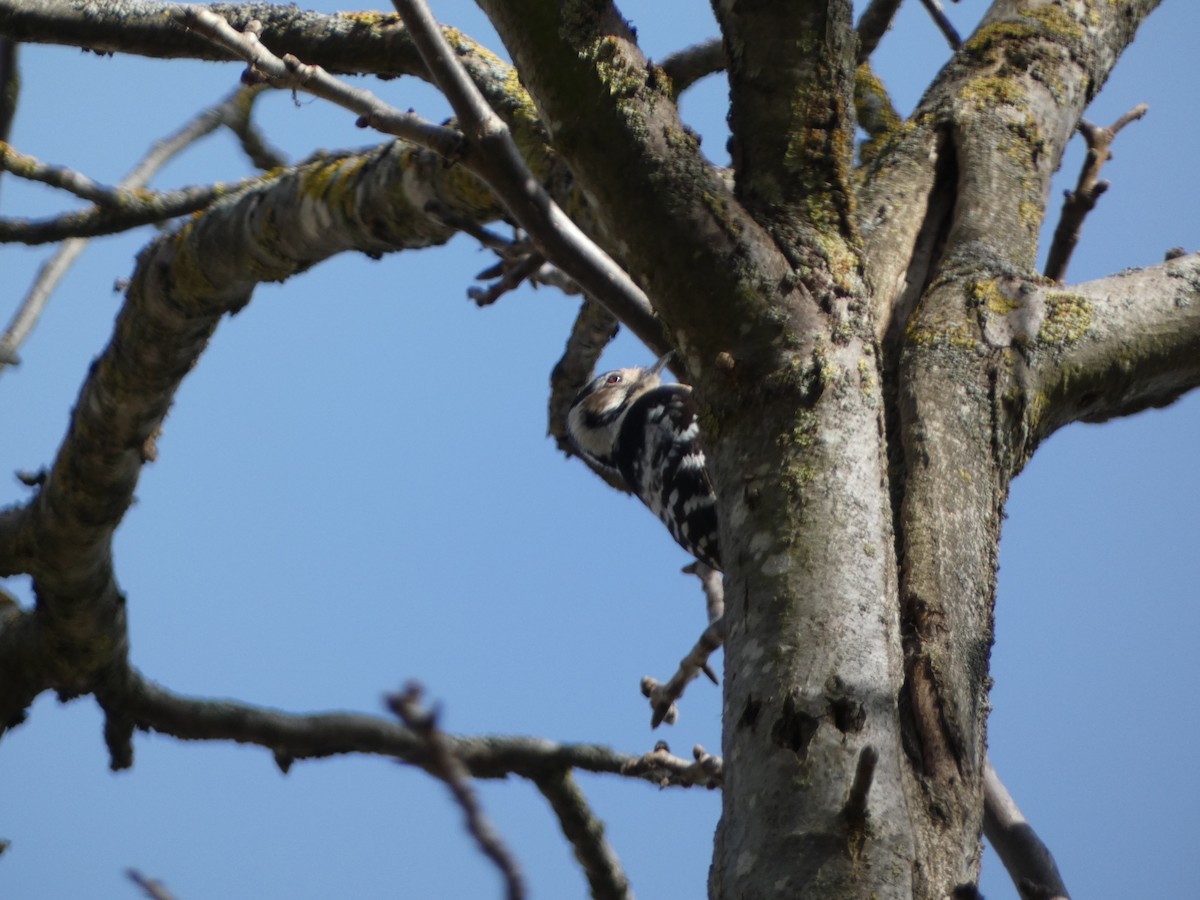 Lesser Spotted Woodpecker - ML616285119