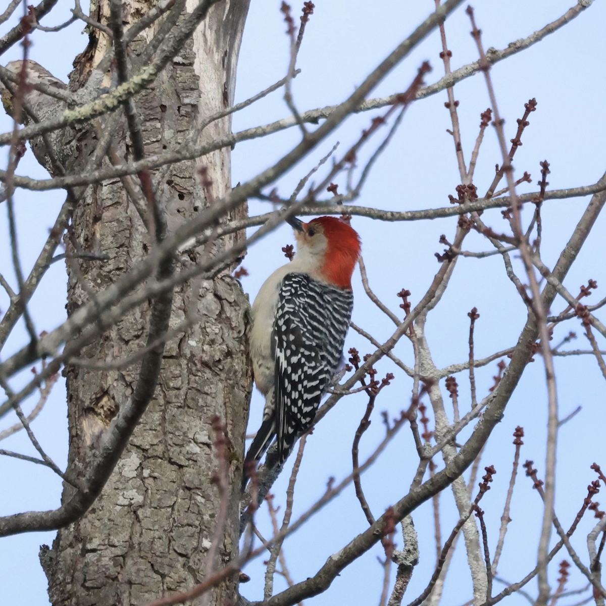 Red-bellied Woodpecker - ML616285131