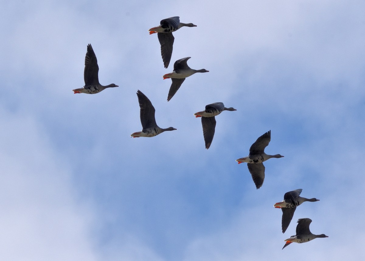 Greater White-fronted Goose - Barbara Peck