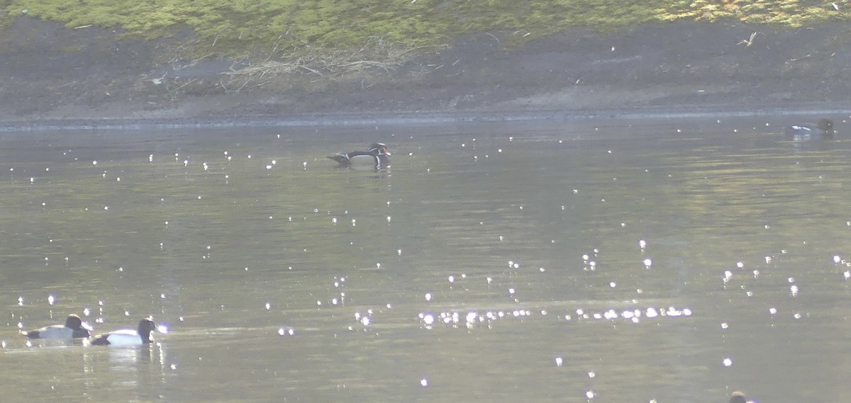 Wood Duck - ML616285194