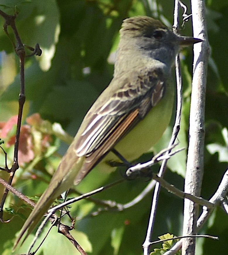 Great Crested Flycatcher - ML616285205