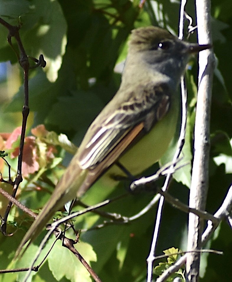 Great Crested Flycatcher - ML616285210
