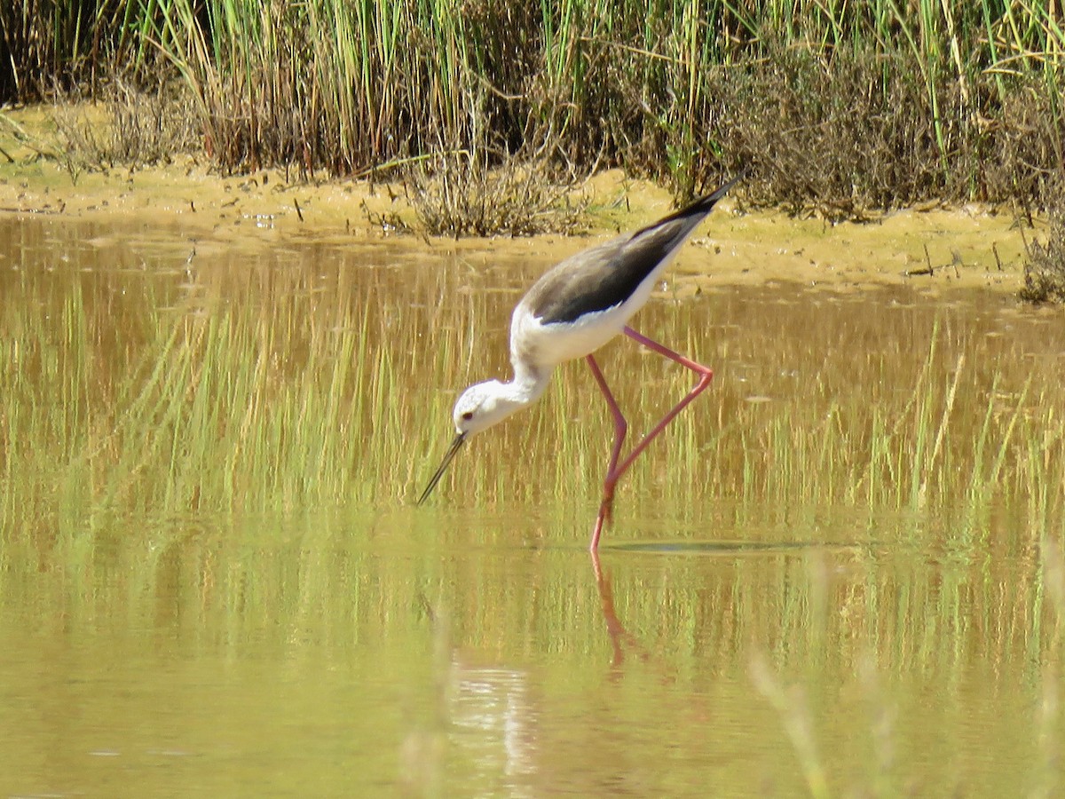 Black-winged Stilt - ML616285291