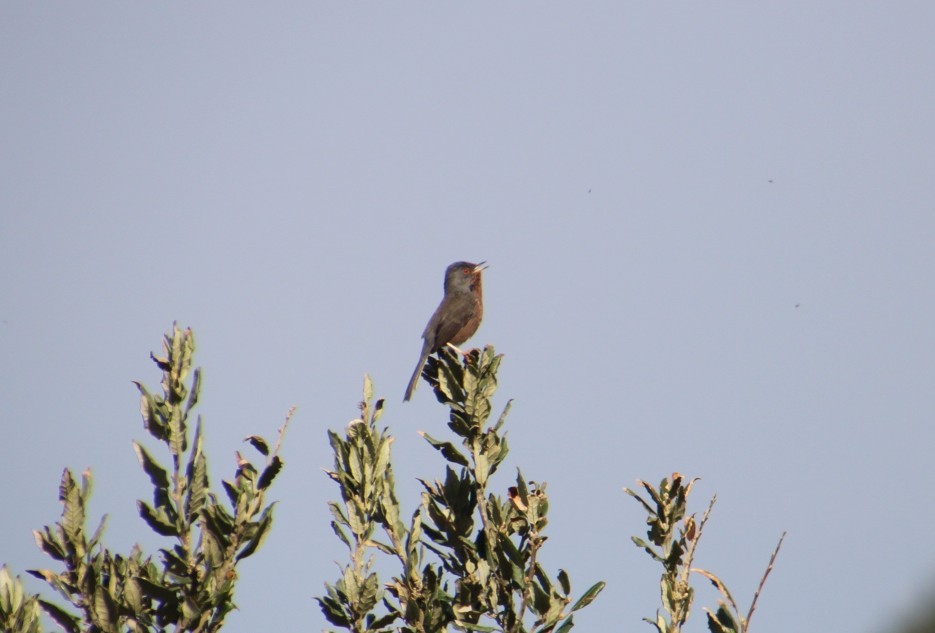 Dartford Warbler - ML616285300