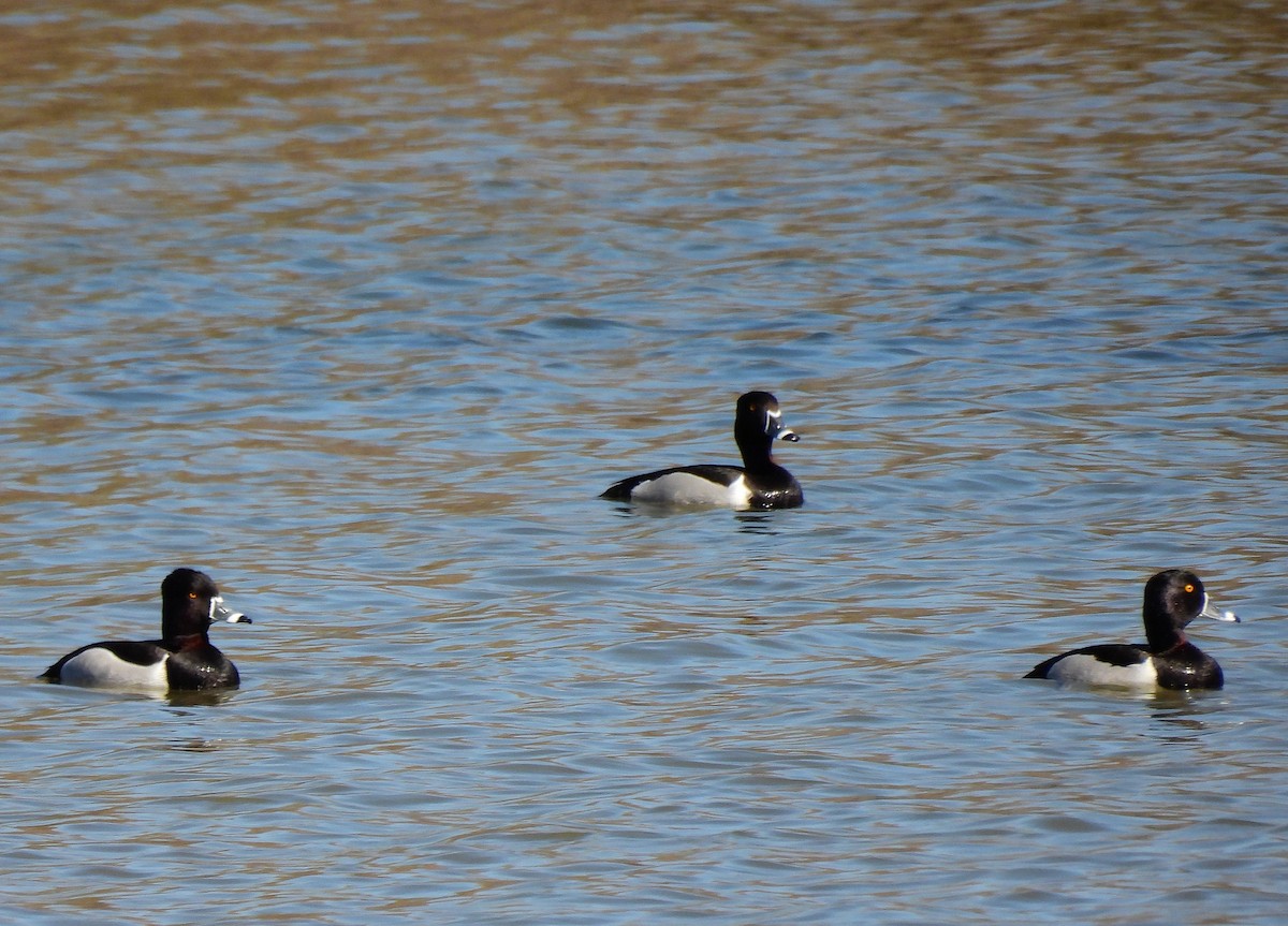 Ring-necked Duck - Duane Morse