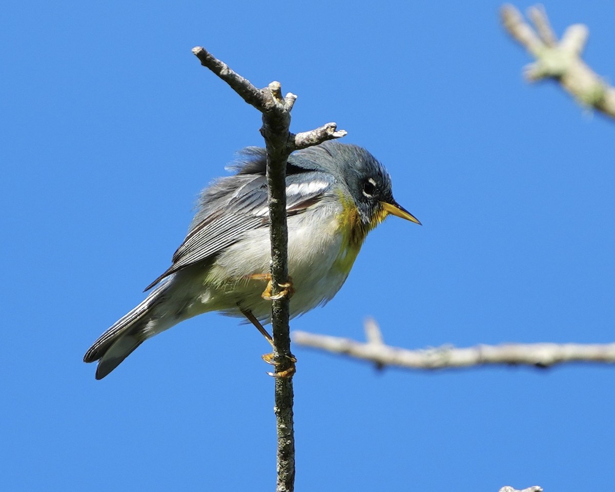 Northern Parula - ML616285357