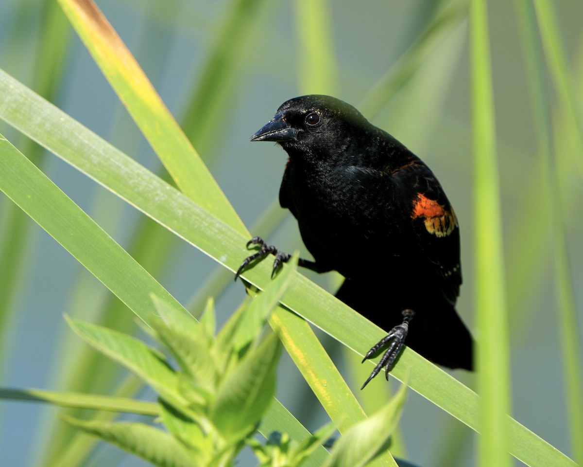 Red-winged Blackbird - ML616285362