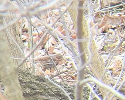 Fox Sparrow - ML616285371