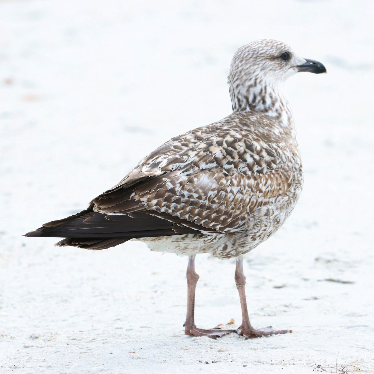 Бэсрэг цахлай - ML616285379