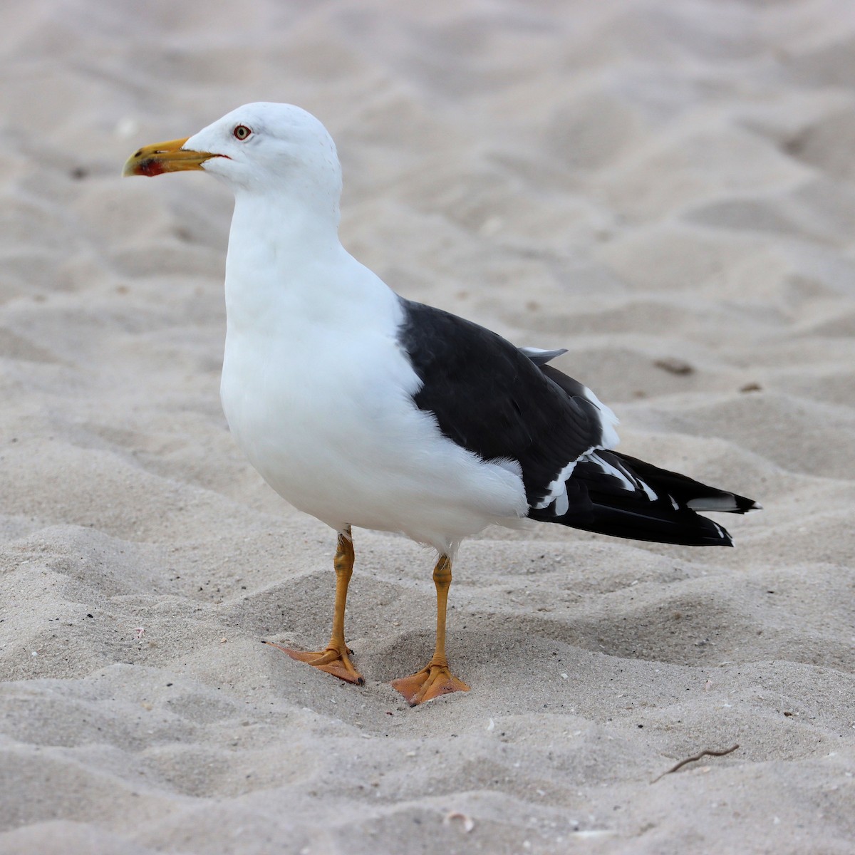 Lesser Black-backed Gull - ML616285388