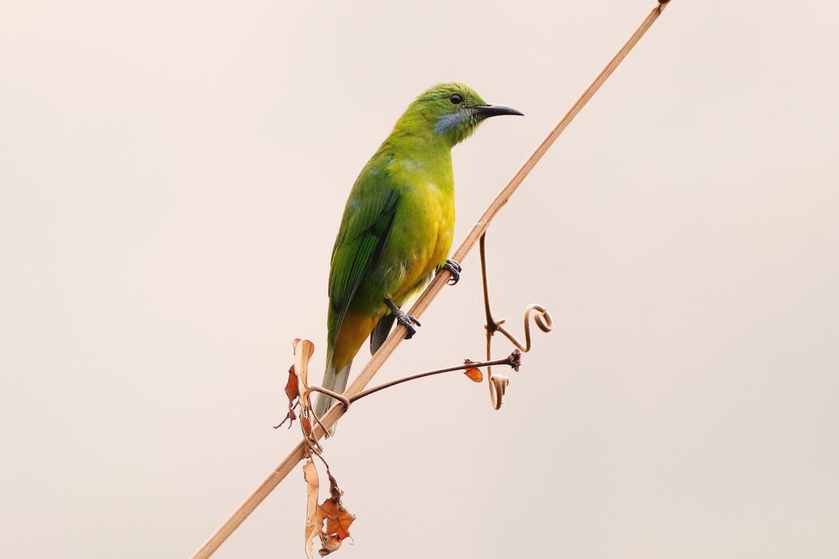 Orange-bellied Leafbird - Maneesh Rajvanshi