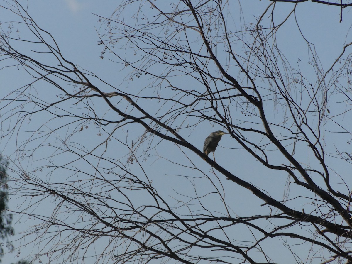 Striated Heron - ML616285571