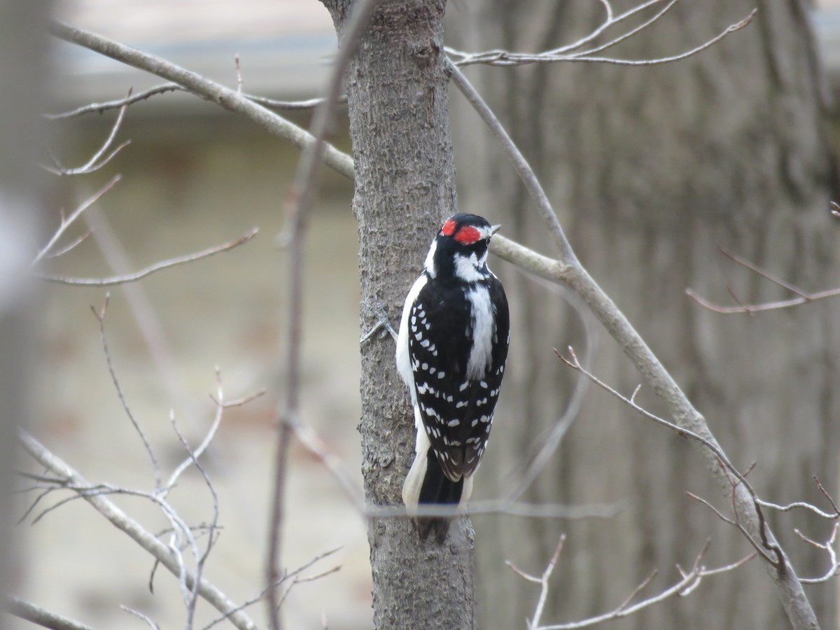 Hairy Woodpecker - ML616285583