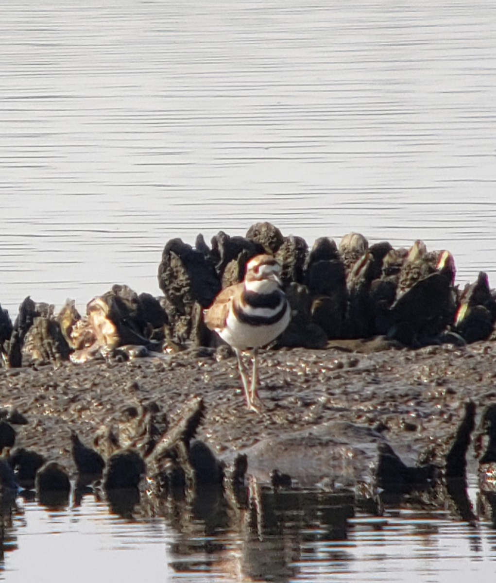 Killdeer - G. Dwight Mueller