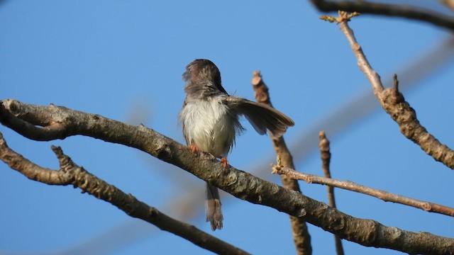 gråbrystprinia - ML616285686