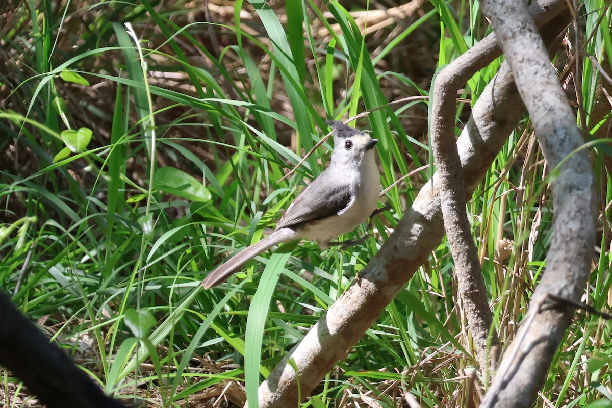 Black-crested Titmouse - ML616285746