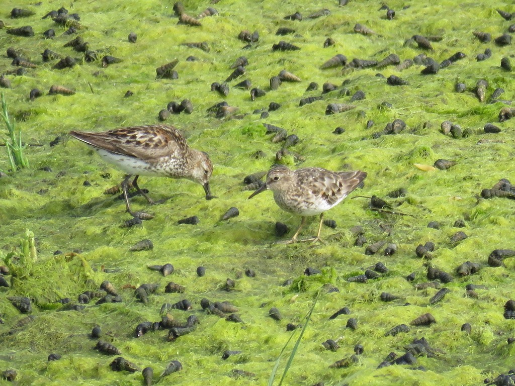 Western Sandpiper - Karen Vandzura