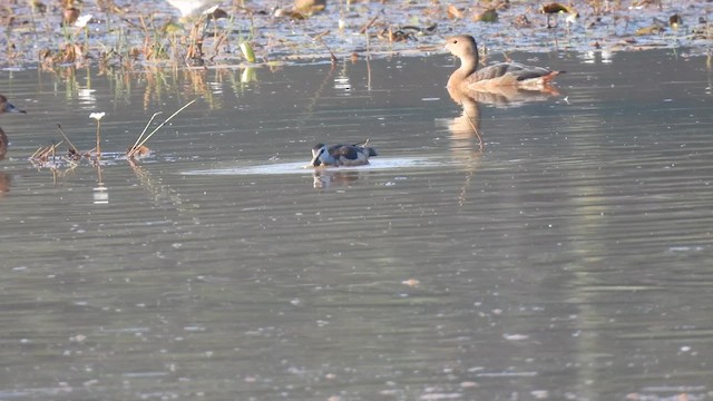 Cotton Pygmy-Goose - ML616285889