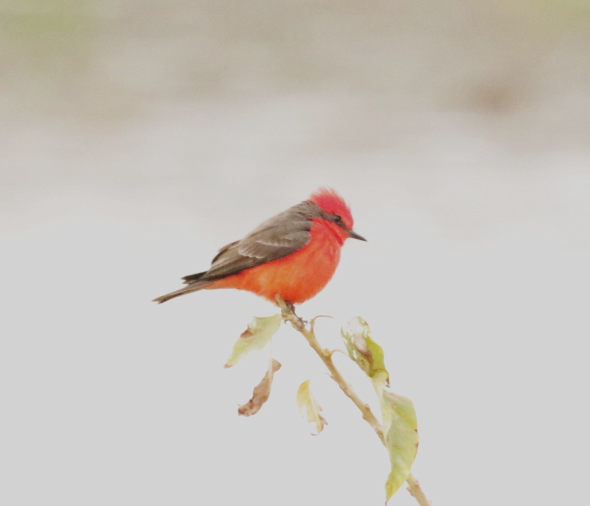 Vermilion Flycatcher - Sue Keener