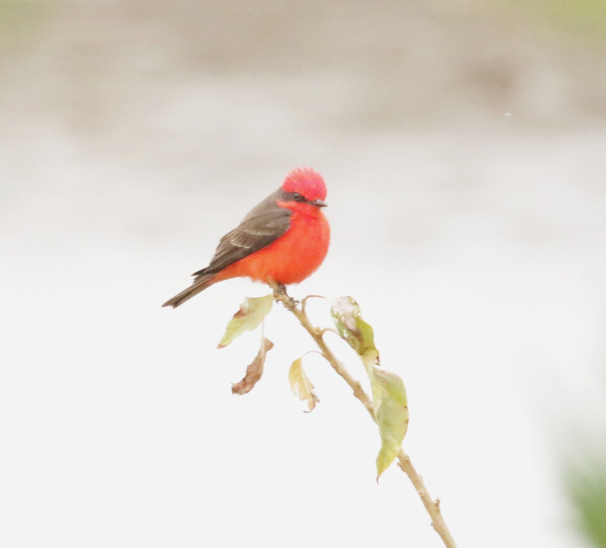 Vermilion Flycatcher - ML616285910