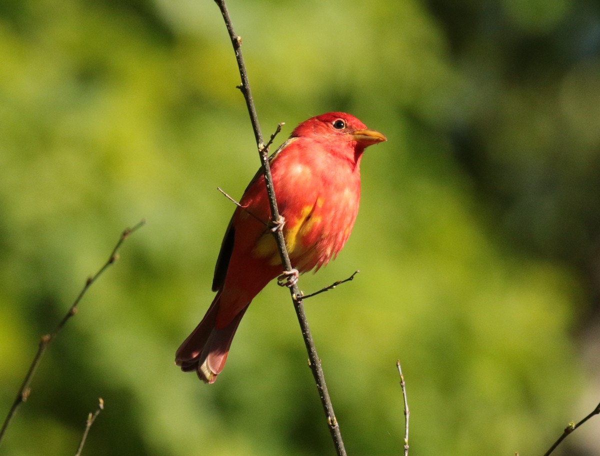 Summer Tanager - Tommie Rogers