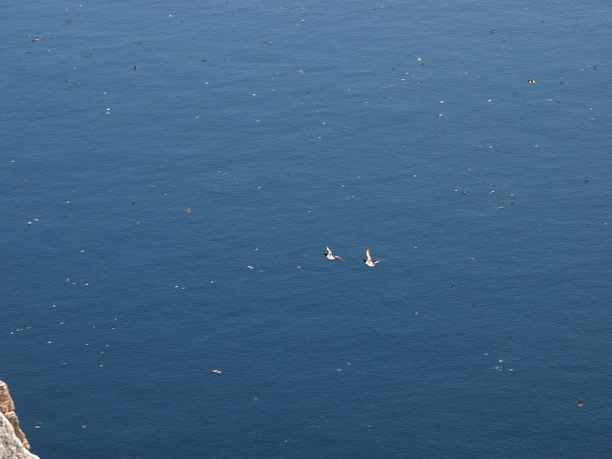 Razorbill - Graham Sorenson