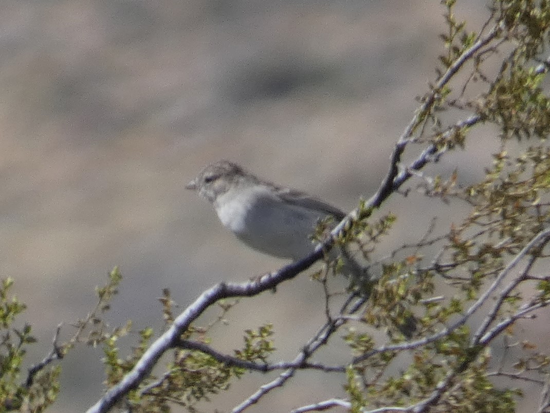 Brewer's Sparrow - ML616285946