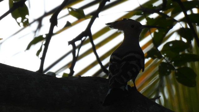 Eurasian Hoopoe - ML616285958