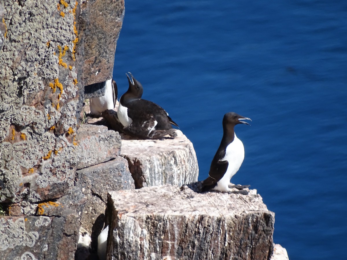 Thick-billed Murre - Graham Sorenson