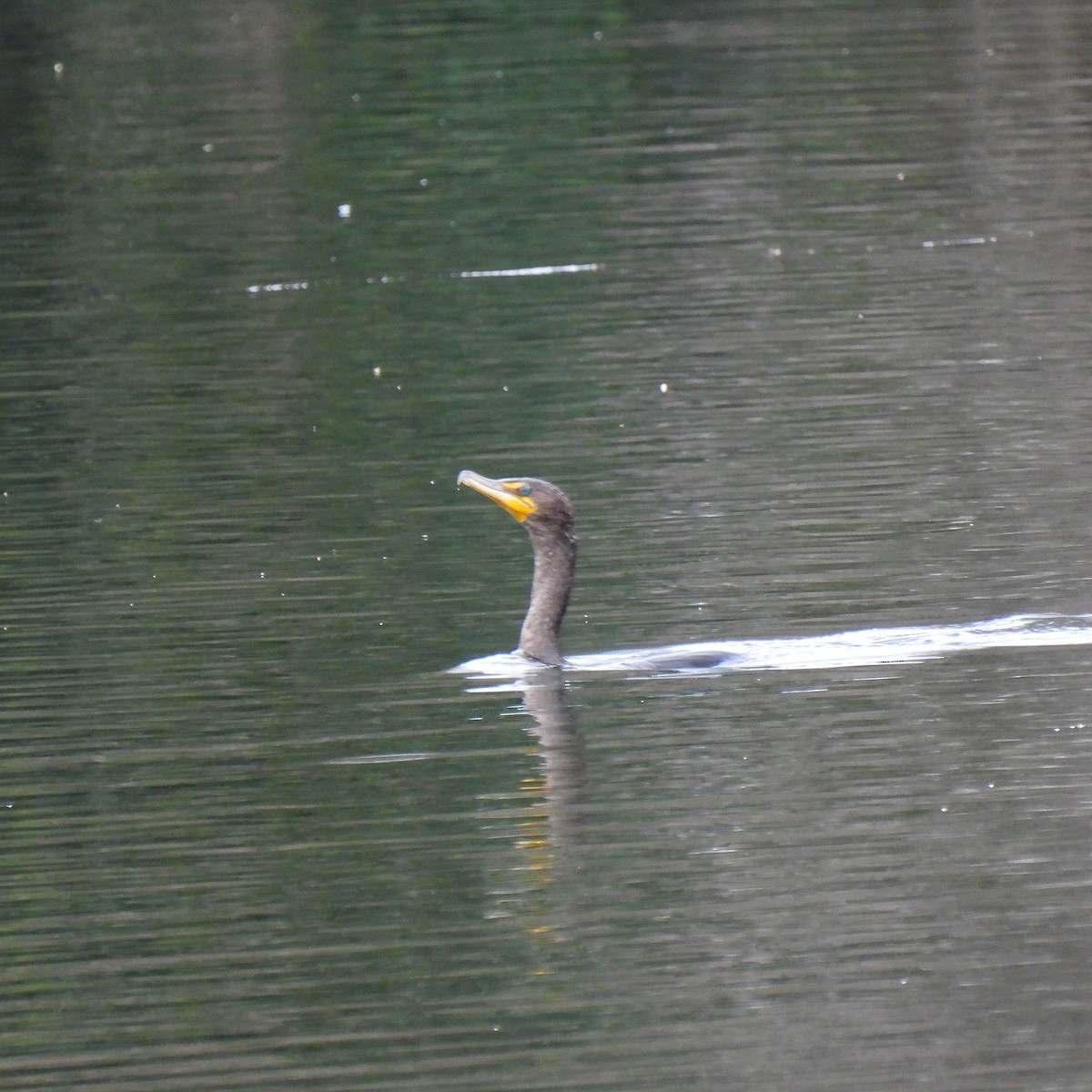 Double-crested Cormorant - ML616285967