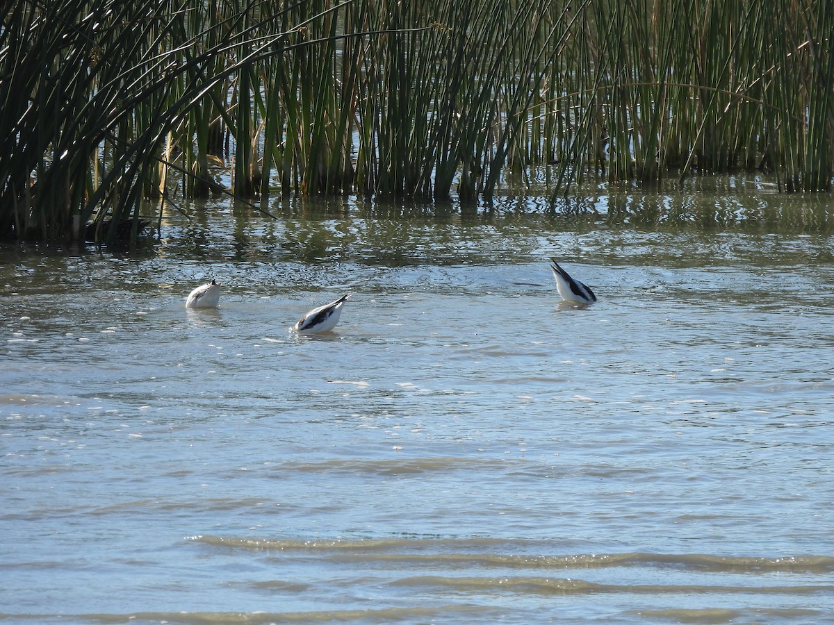 Avocette d'Amérique - ML616286110