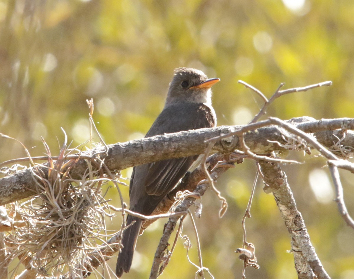 Greater Pewee - ML616286114