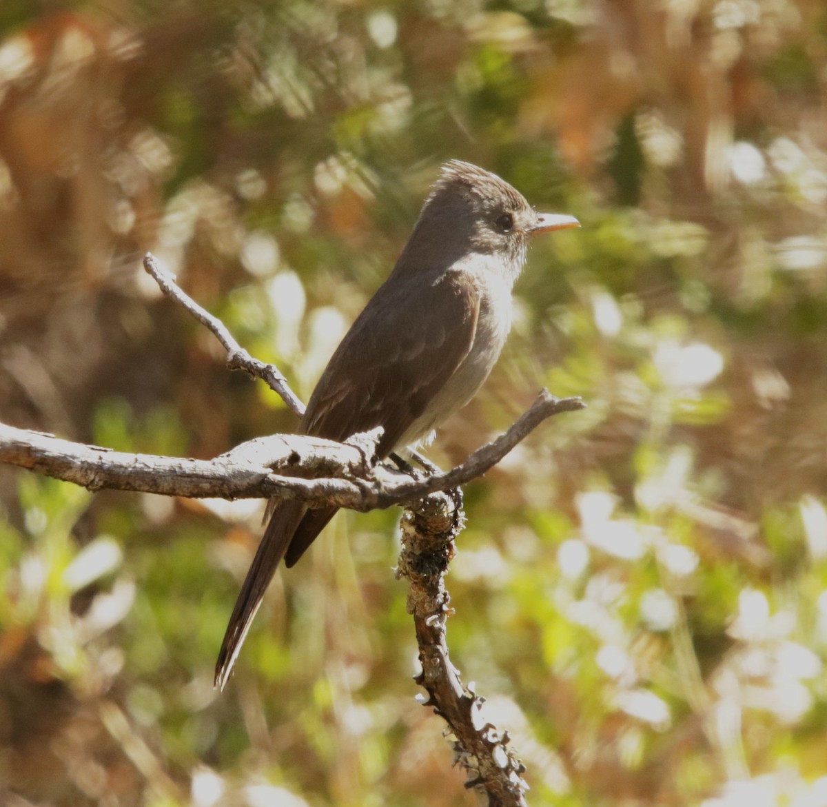 Greater Pewee - ML616286115