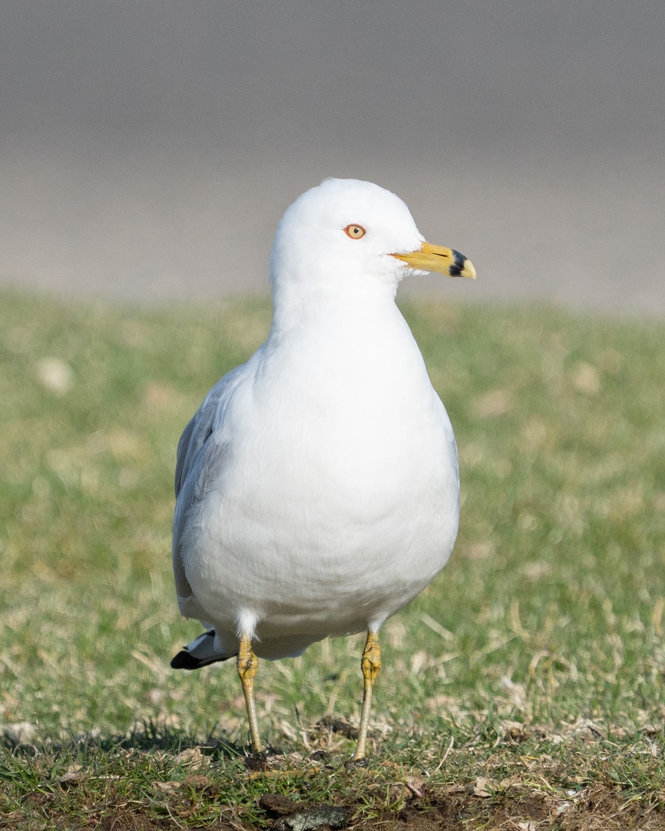 Ring-billed Gull - ML616286120