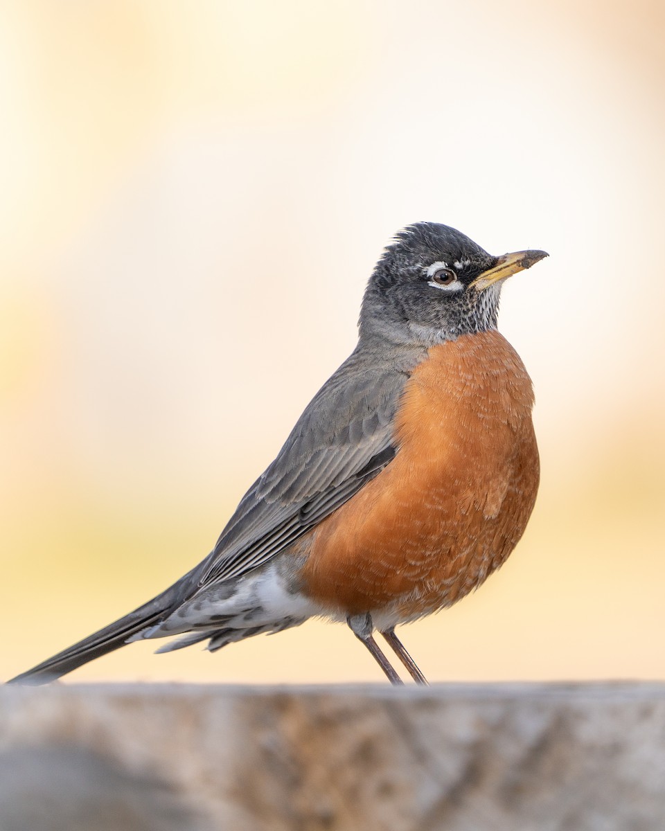 American Robin - ML616286132