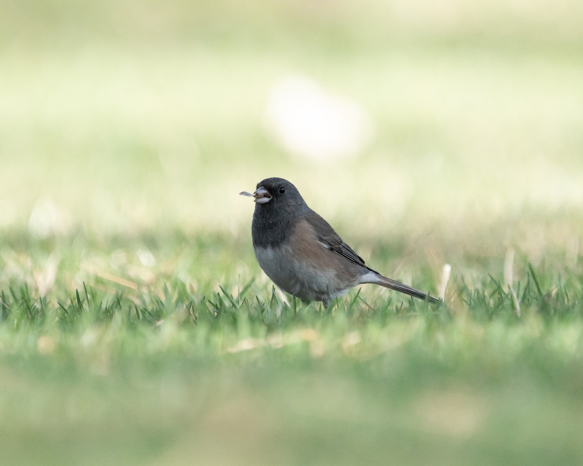 Dark-eyed Junco - Joshua Hogan